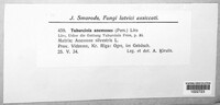 Tuburcinia anemones image